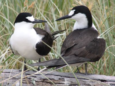 Sooty Tern (Sterna fuscata)
