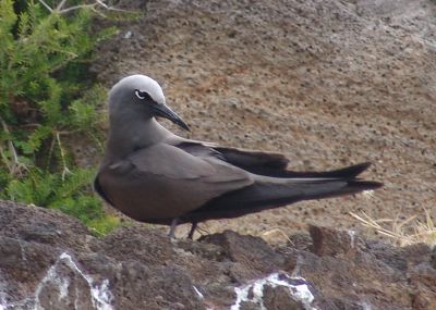 Brown Noddy (Anous stolidus)