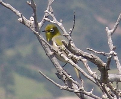 Lord Howe White-eye (Zosterops tephropleura)