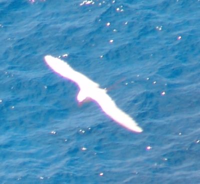 Red-tailed Tropicbird (Phaethon rubricauda)