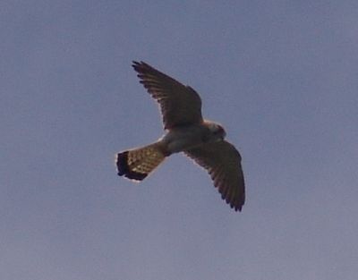 Australian Kestrel (Falco cenchroides)