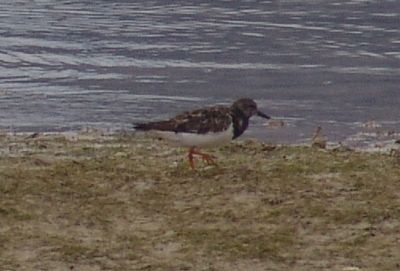Ruddy Turnstone (Arenaria interpres)