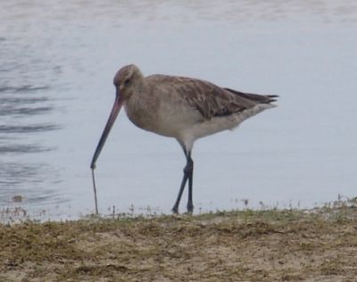 Bar-tailed Godwit (Limosa lapponica)