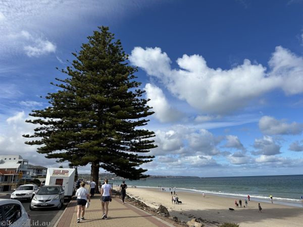 Pine tree and beach at Brighton