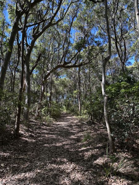 Trees along the Glasshouse Rocks Trail south of the cemetery