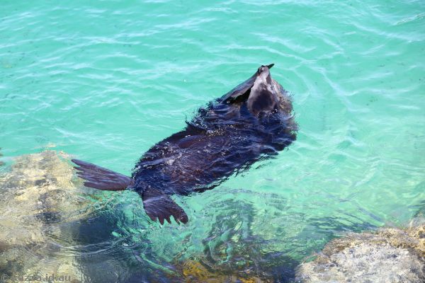 Fur seal in the water at Seal Rocks