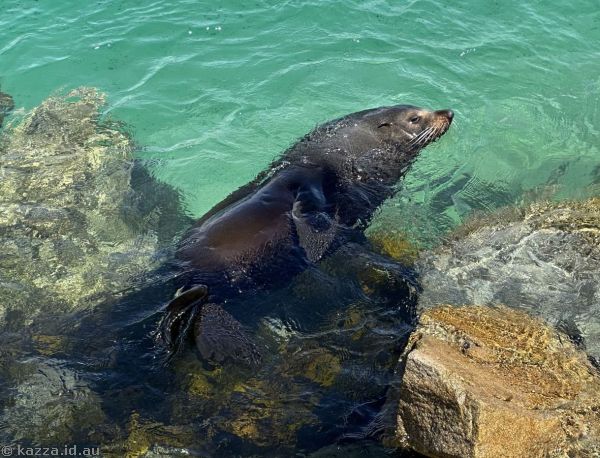 Fur seal in the water at Seal Rocks