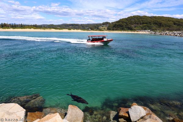 Fur seal and boat on the Wagonga River