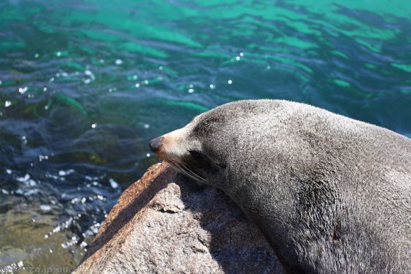 Fur seal at Seal Rocks
