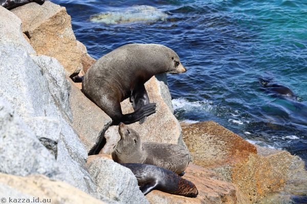 Fur seals at Seal Rocks