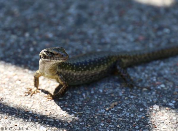 Skink at Bar Rock Lookout