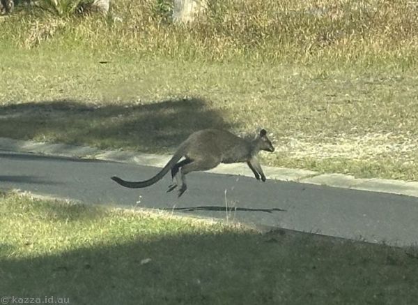 Wallaby in Mystery Bay