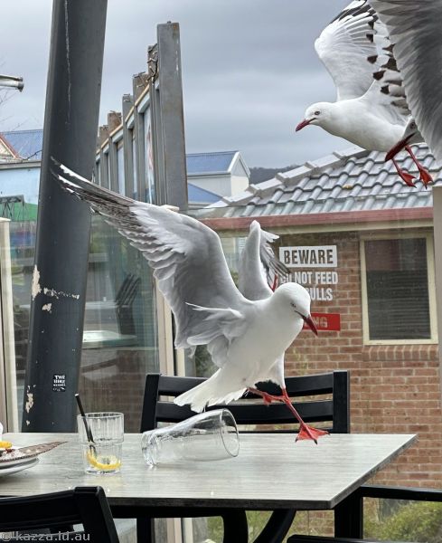 Seagulls at the Narooma Hotel