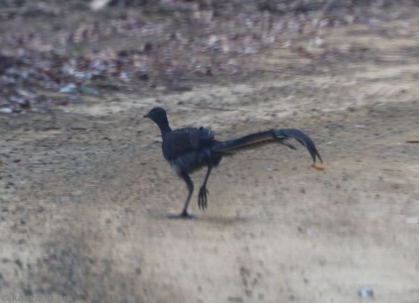 Lyre bird on Wagonga Scenic Drive