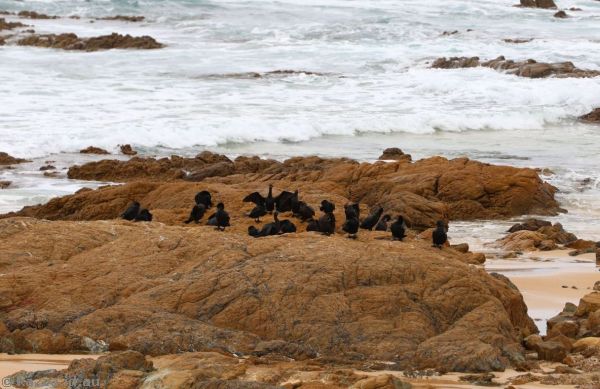 Little black cormorants near Dolphin Rock