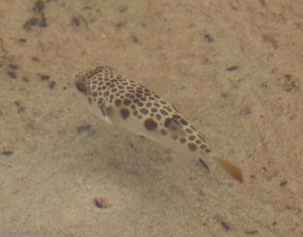 Puffer fish in Lawlers Creek
