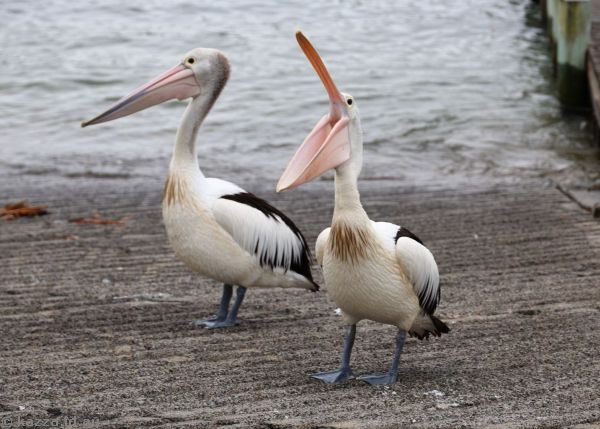 Pelicans in Kiama