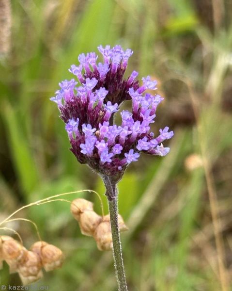 Verbena flowers off Riverside Drive in Bombo