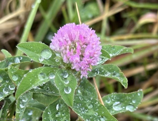 Red clover off Riverside Drive in Bombo