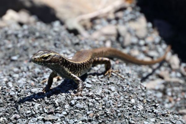 Lizard at the Cities Service Boston memorial