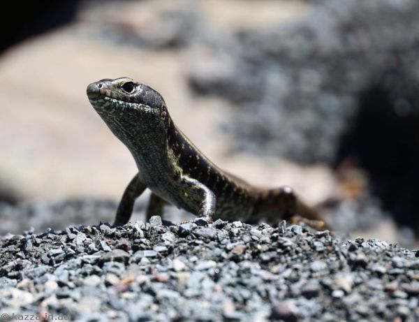 Lizard at the Cities Service Boston memorial