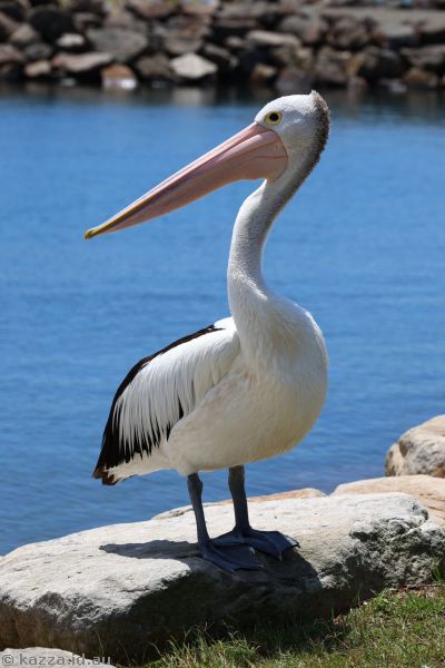 Pelican at Reddall Reserve