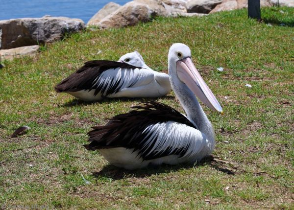 Pelicans at Reddall Reserve