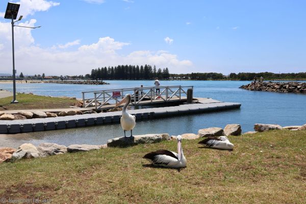 Pelicans at Reddall Reserve