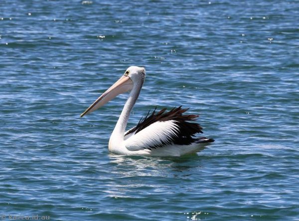 Pelican off Reddall Reserve