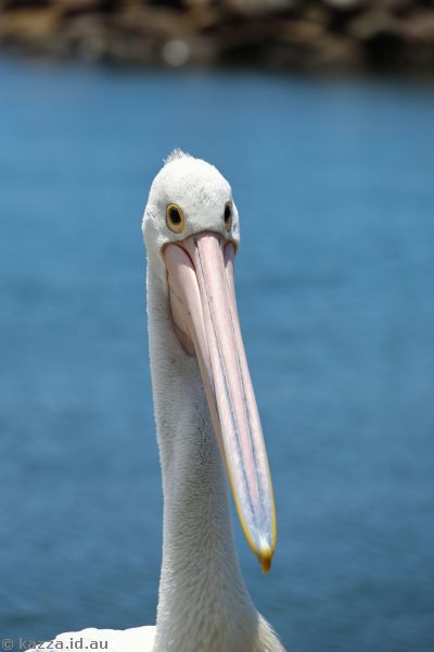 Pelican at Reddall Reserve