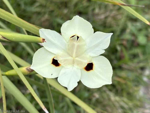 Iris on Terralong Street in Kiama