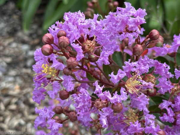 Crepe myrtle on Terralong Street in Kiama
