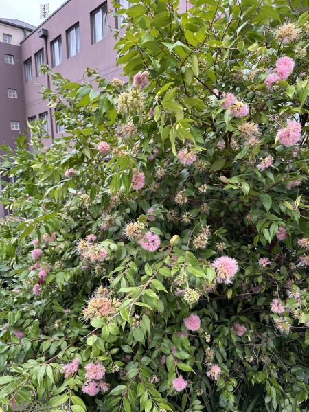 Cascade lilly pilly on Terralong Street in Kiama