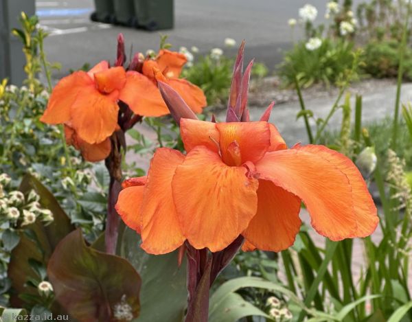 Canna lilies on Terralong Street in Kiama
