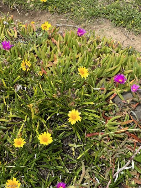 Gazania and ice plant flowers outside Port Kembla wastewater treatment plant