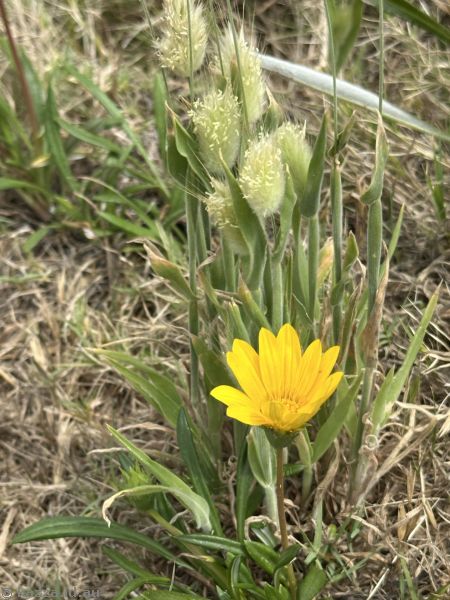 Flowers outside Port Kembla wastewater treatment plant