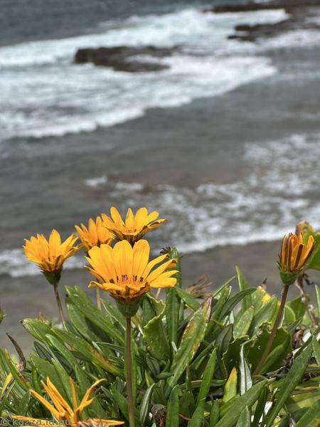 Gazania flowers outside Port Kembla wastewater treatment plant
