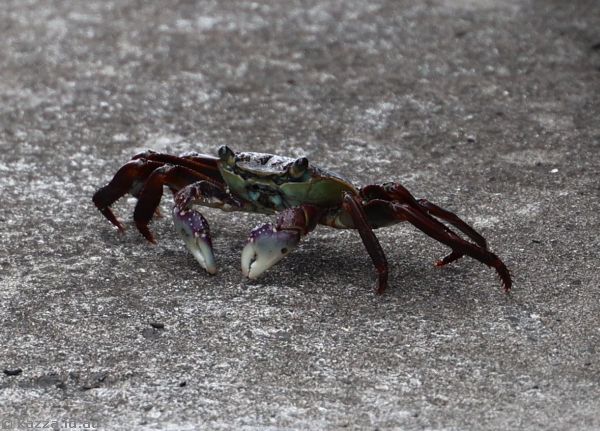 Crab on the breakwater