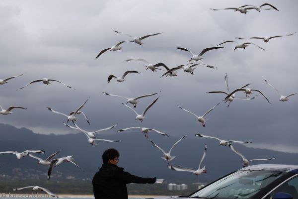 Seagulls at Flagstaff Point