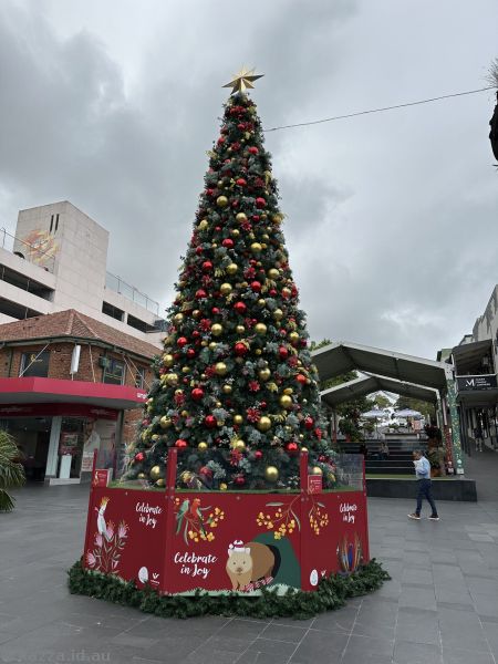 Christmas Tree on Crown Street