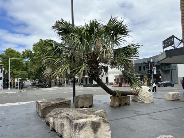 Palm tree sculpture on Crown Street
