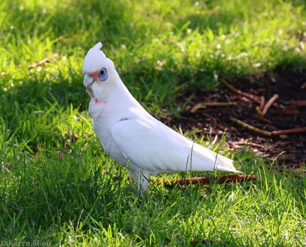 Corella in Kiama Rotary Park