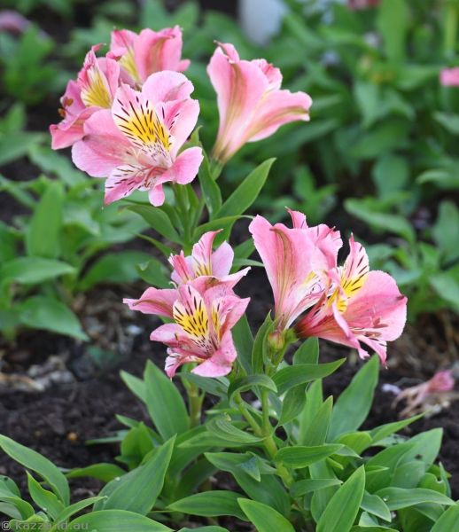 Peruvian lilies near Kiama Blowhole