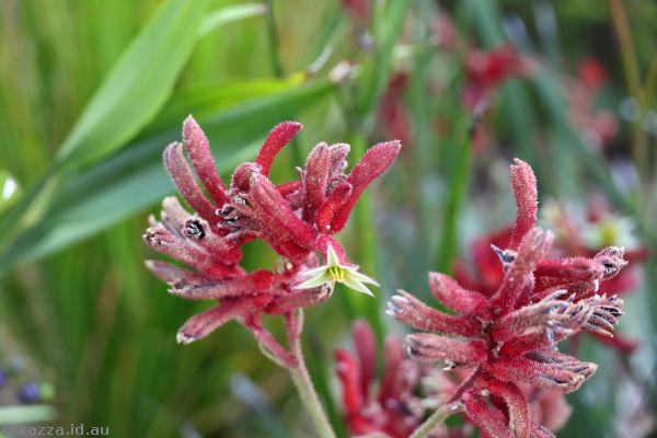 Kangaroo paw near Kiama Blowhole