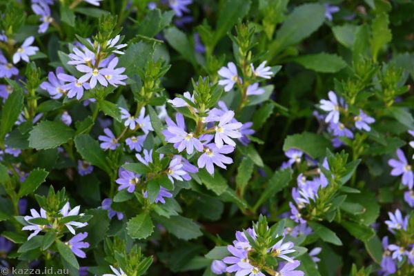 Scaevola flowers near Kiama Blowhole