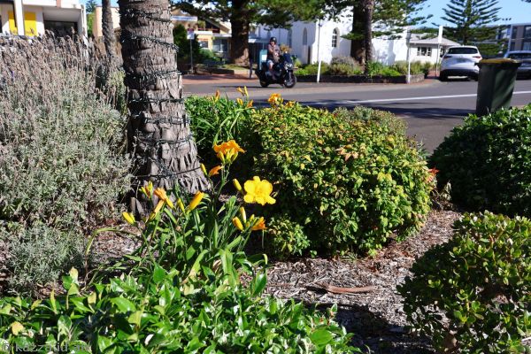 Daylily flowers on Manning Street in Kiama