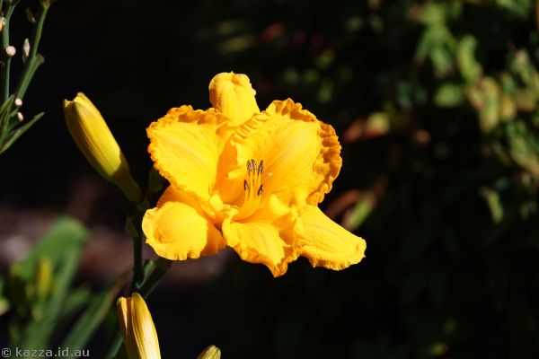 Daylily flowers on Manning Street in Kiama
