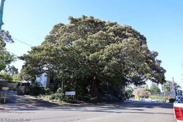 Library Fig Tree