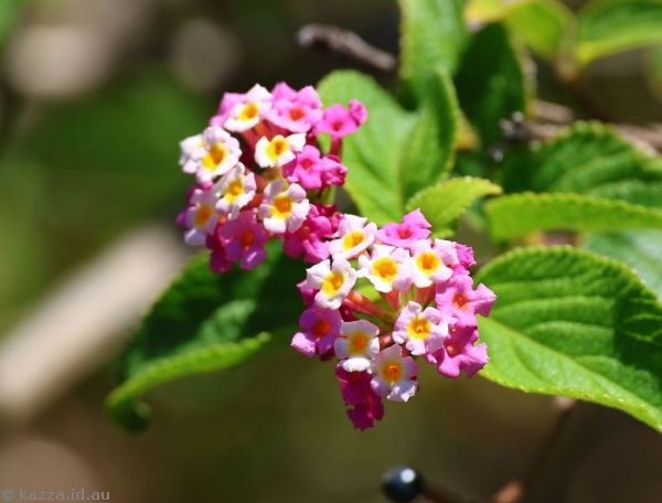 Lantana near Werri Beach in Gerringong