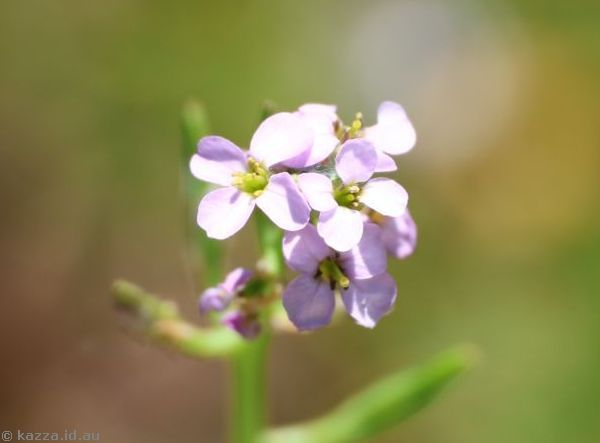 Maybe cuckoo flowers near Shoalhaven Heads